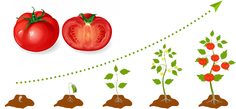 рост томатов.jpg